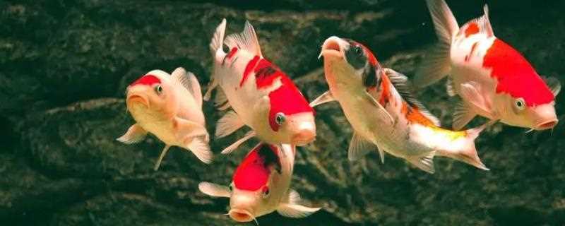 锦鲤是不是都有胡须，嘴边一般有两对胡须(锦鲤胡子断了如何处理)