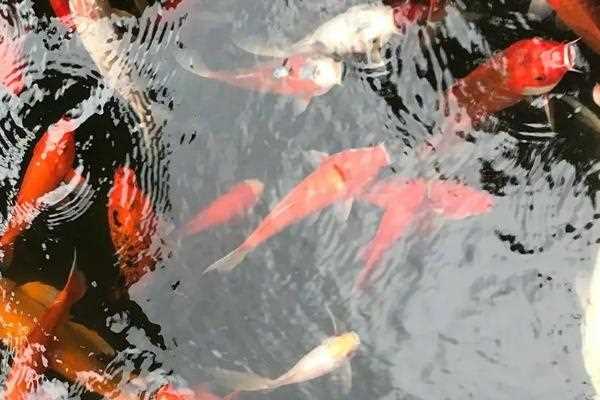 锦鲤是不是都有胡须，嘴边一般有两对胡须(锦鲤胡子断了如何处理)