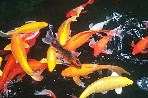 锦鲤是不是都有胡须，嘴边一般有两对胡须(锦鲤胡子断了如何处理)