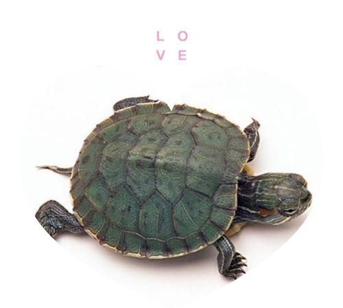 乌龟可以带上火车吗