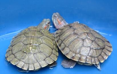 活乌龟可以带上火车吗