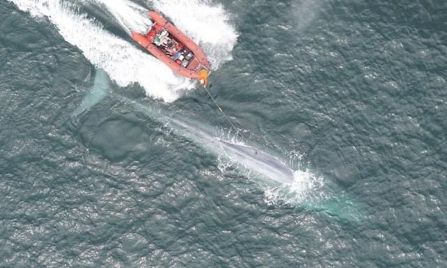 鲸鱼一分钟的心跳是多少下,乌龟一分钟心跳多少次呢?图3