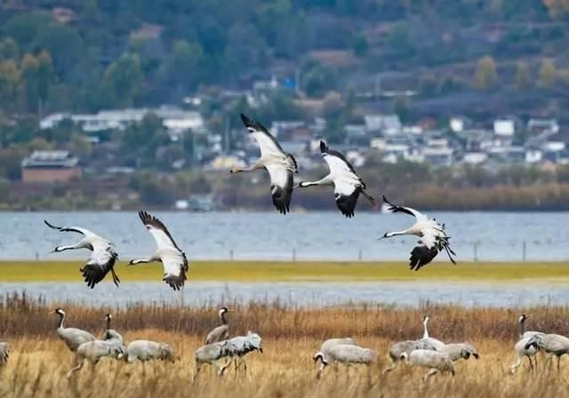 大理到丽江多少公里，各位大侠，请问从兰坪到丽江有多少公里啊？图7