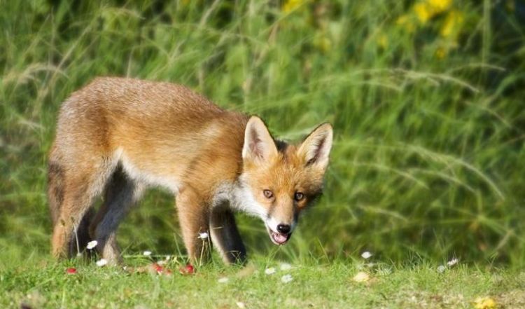 与狐狸关系相处的最好的是什么动物