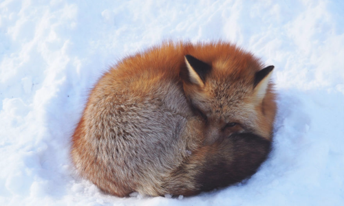 狐狸借着老虎威风之后会发生什么