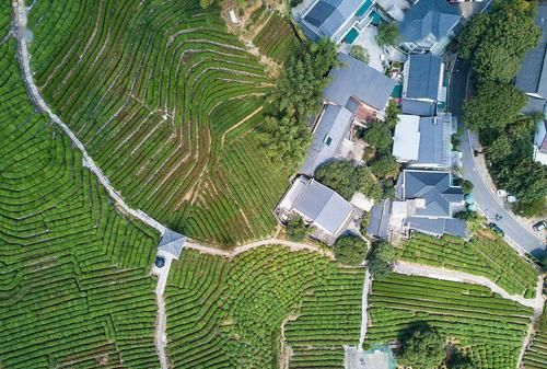 西湖龙井茶是哪里生产的