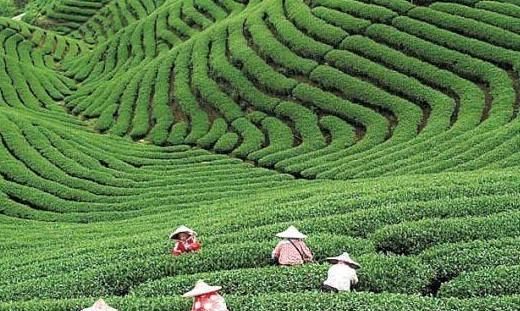 黄版龙井哪产的