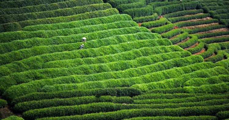 想知道: 中国，浙江省龙井茶产地，在哪