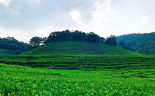 西湖龙井原产地