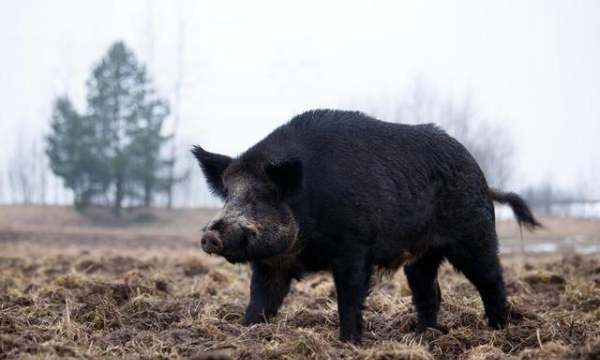 发明防毒面具的人,人们是从哪种动物身上得到启发发明了防毒面具图2