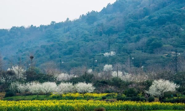 名茶碧螺春的产地,碧螺春产地在哪里图4