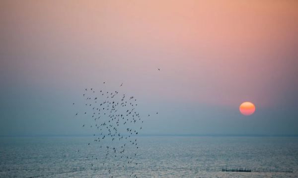 名茶碧螺春的产地,碧螺春产地在哪里图6