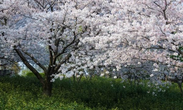 名茶碧螺春的产地,碧螺春产地在哪里图1