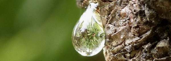 裤子上有树胶怎么洗掉,裤子沾到树胶怎么洗掉图1