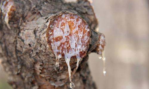 裤子上有树胶怎么洗掉,裤子沾到树胶怎么洗掉图2