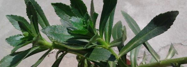 三七菜和田七菜的区别,三七与田七的区别图片图2