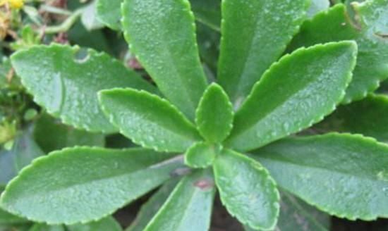 三七菜和田七菜的区别,三七与田七的区别图片图3