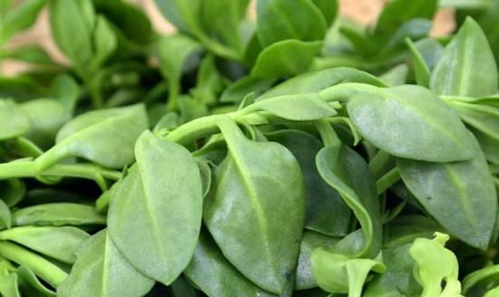 三七菜和田七菜的区别,三七与田七的区别图片图5