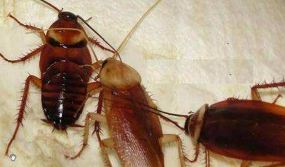 房间里有蟑螂怎么办,家里有很多蟑螂怎么办能除根图3