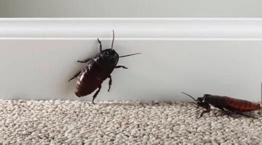 家里有很多蟑螂怎么办能除根