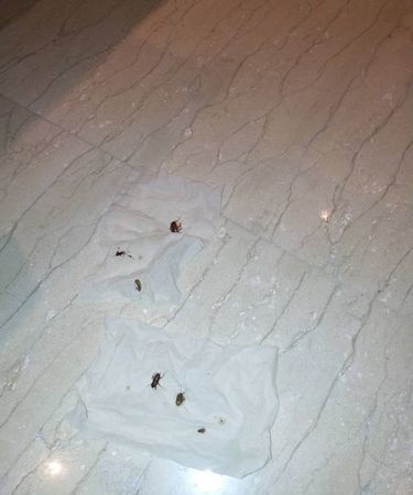 房间有蟑螂怎么办