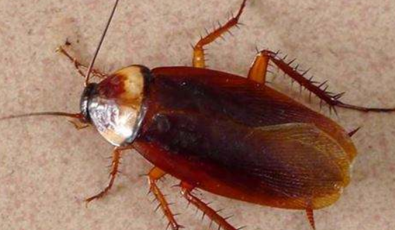 房间里有蟑螂怎么办,家里有很多蟑螂怎么办能除根图2