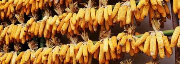 玉米棒怎么存放才能保持时间长,干玉米棒子怎么存放储存图1