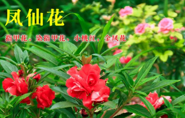 凤仙花的生长过程,凤仙花生长过程观察记录怎么写图1