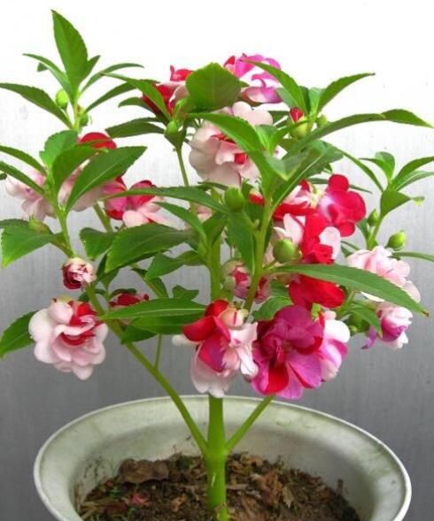 凤仙花的一生经历了什么五个阶段