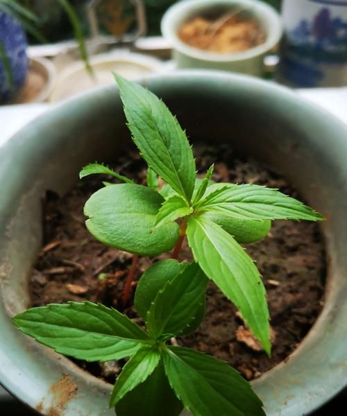 凤仙花的生长过程,凤仙花生长过程观察记录怎么写