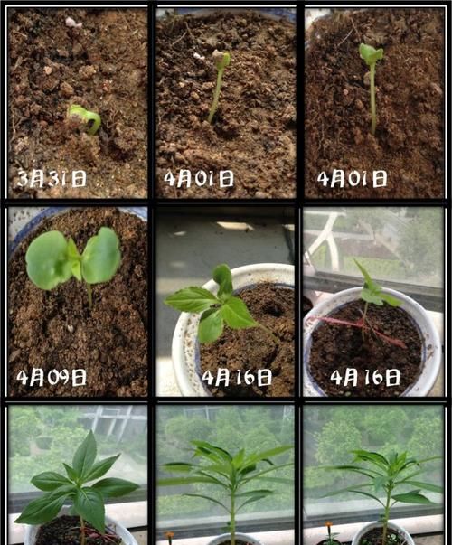 凤仙花的主要生长过程图