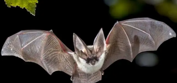 蝙蝠是什么类的动物,蝙蝠是属于什么类型的动物?图2