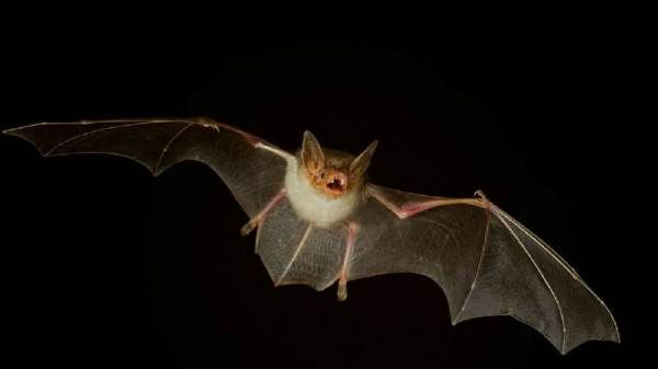 蝙蝠是什么类的动物,蝙蝠是属于什么类型的动物?图1