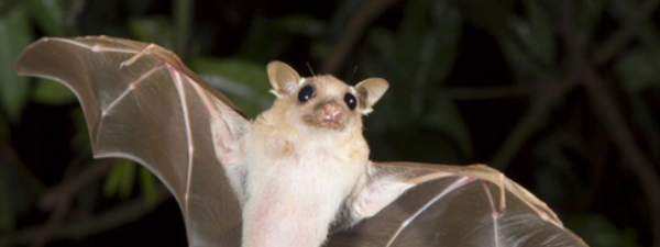 蝙蝠是什么类的动物,蝙蝠是属于什么类型的动物?图3