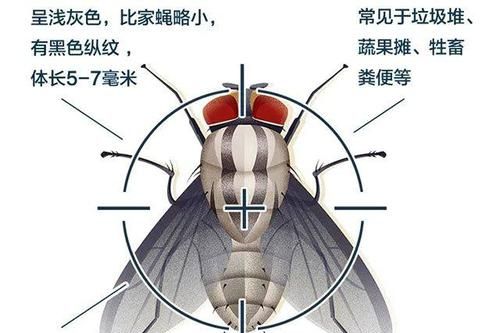 苍蝇用什么闻气味