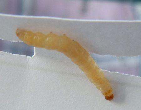 大米里白色的虫子是蛆,米饭有白色虫子怎么办图4