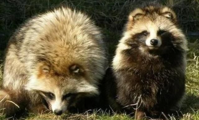 嗠子毛怎么打理，嗠子是什么动物？图3