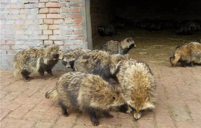 嗠子毛怎么打理，嗠子是什么动物？图4