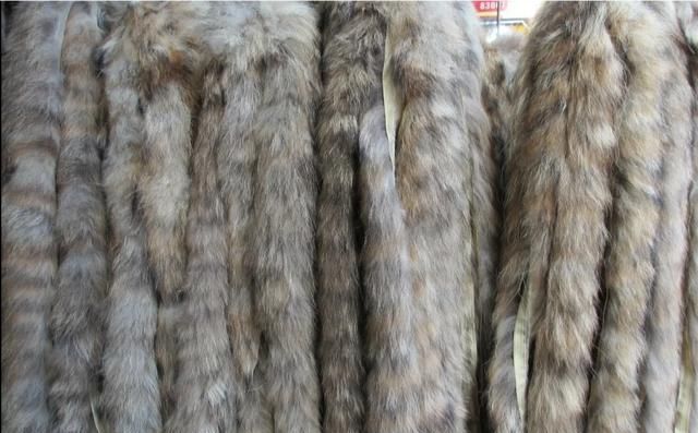 嗠子毛怎么打理，嗠子是什么动物？图5