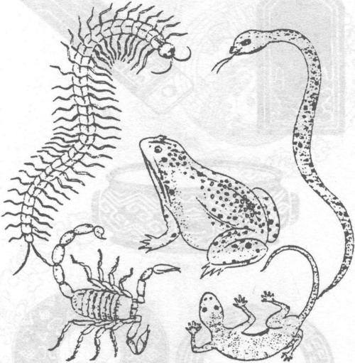 五毒有哪五毒(五毒有哪五毒详解)