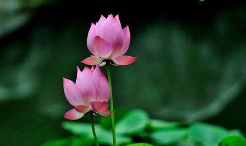 兰与莲各象征什么