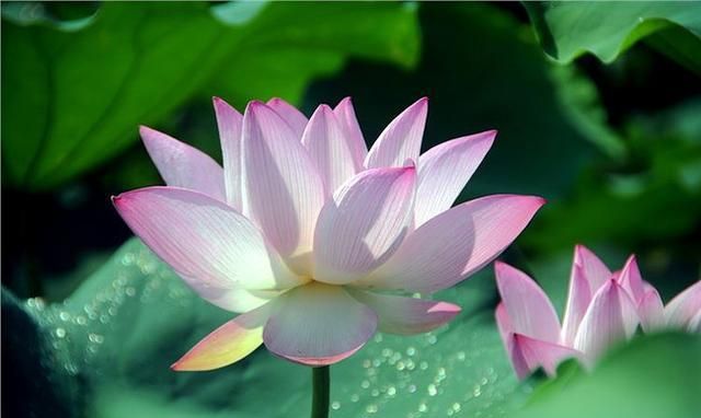 莲花的寓意与含义