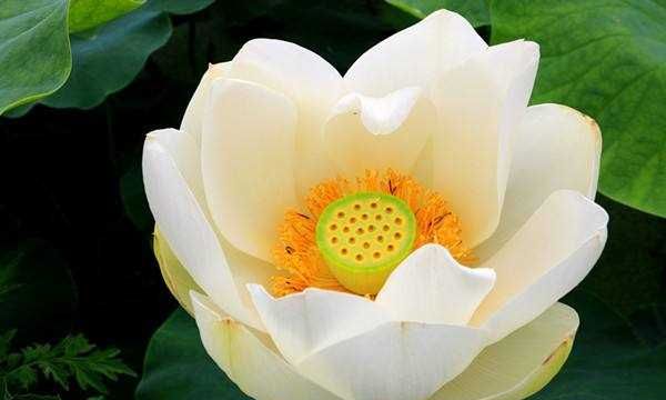 荷花有什么寓意