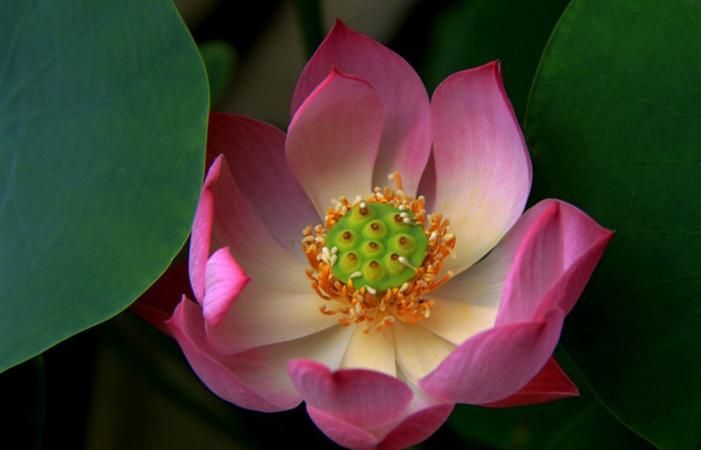 荷花特点和象征