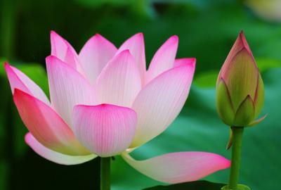 荷花的意义，荷花特点和象征？图3