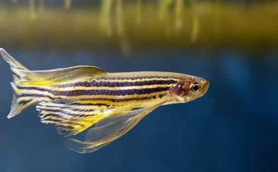 适合新手养的斑马鱼（只有一种较难饲养）(6)