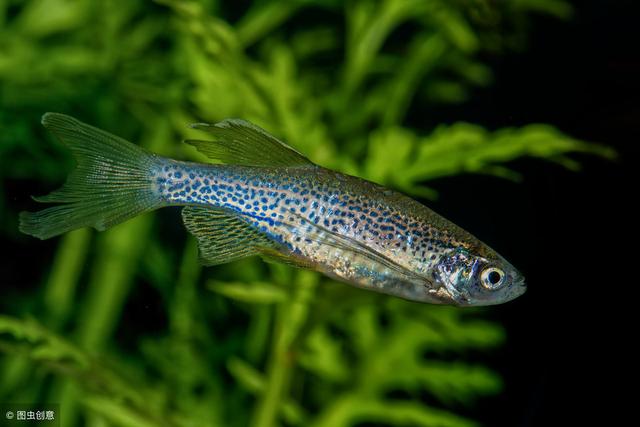 适合新手养的斑马鱼（只有一种较难饲养）(3)
