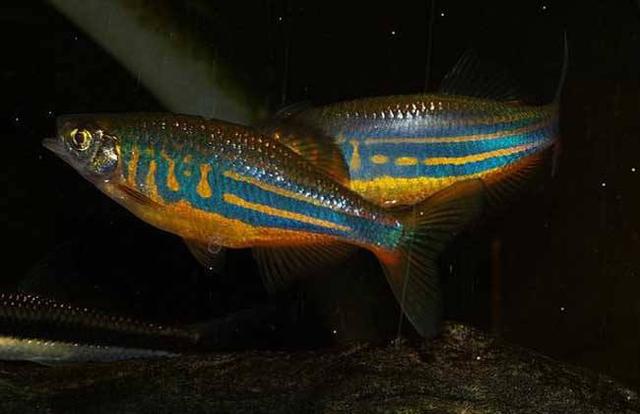 适合新手养的斑马鱼（只有一种较难饲养）(8)