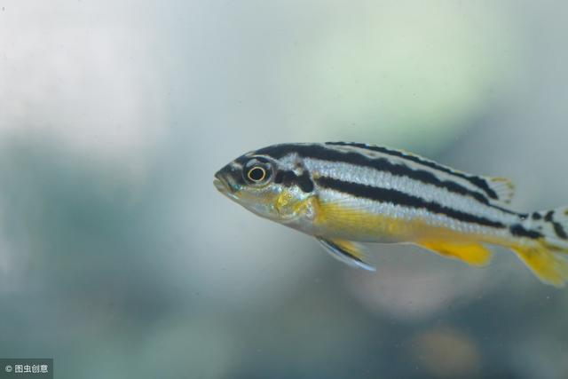 适合新手养的斑马鱼（只有一种较难饲养）(4)