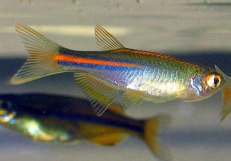 适合新手养的斑马鱼（只有一种较难饲养）(7)